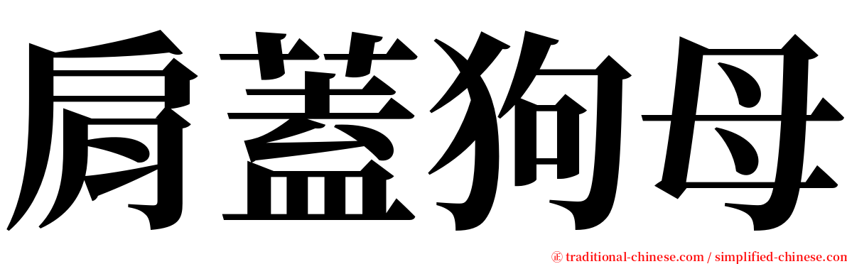 肩蓋狗母 serif font