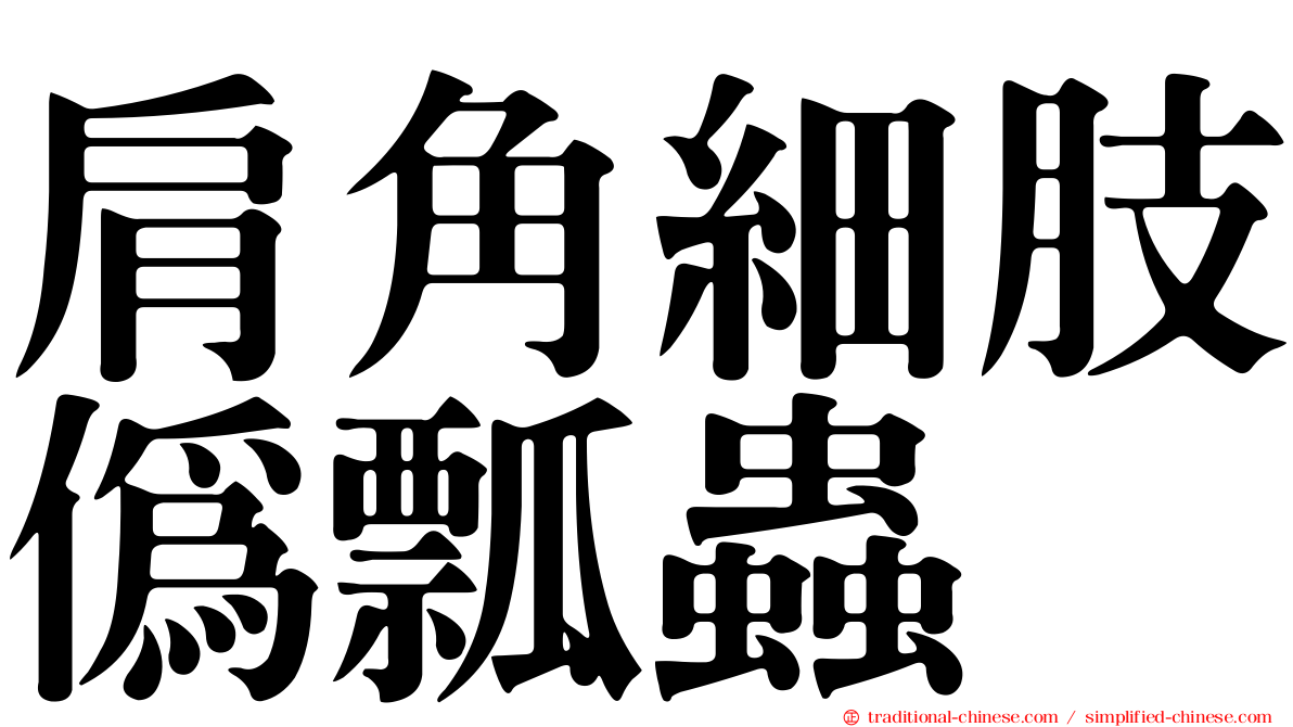 肩角細肢偽瓢蟲