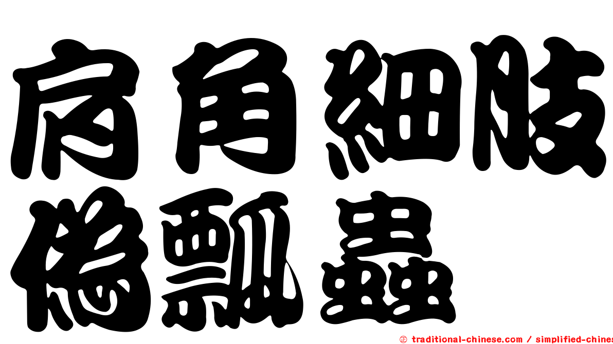 肩角細肢偽瓢蟲