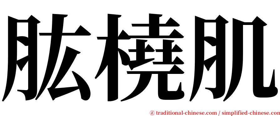 肱橈肌 serif font