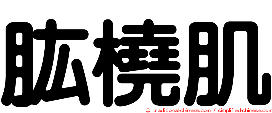 肱橈肌