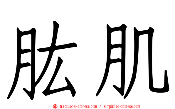 肱肌