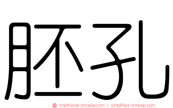 胚孔