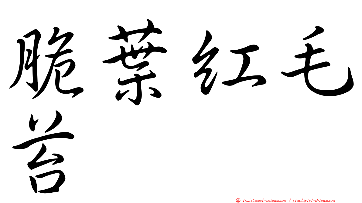 脆葉紅毛苔