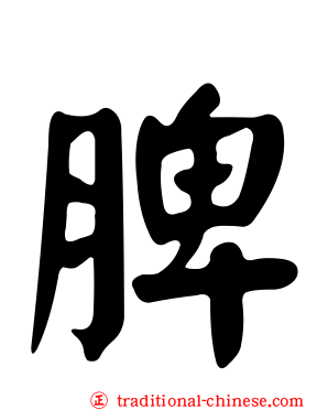 脾
