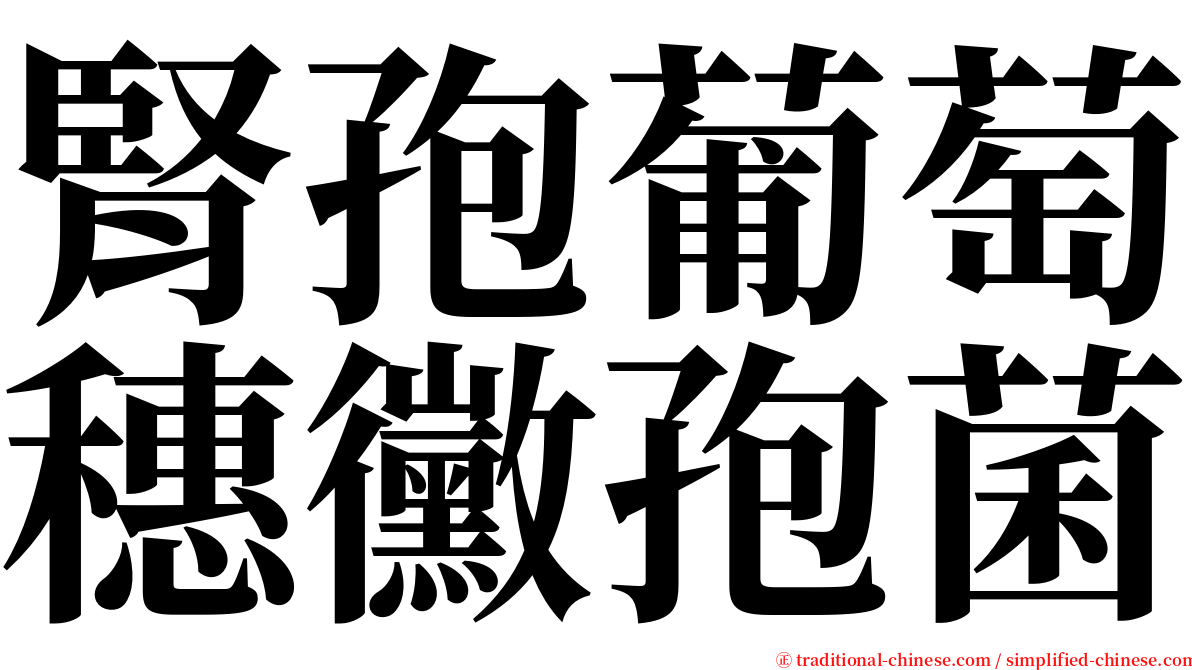 腎孢葡萄穗黴孢菌 serif font