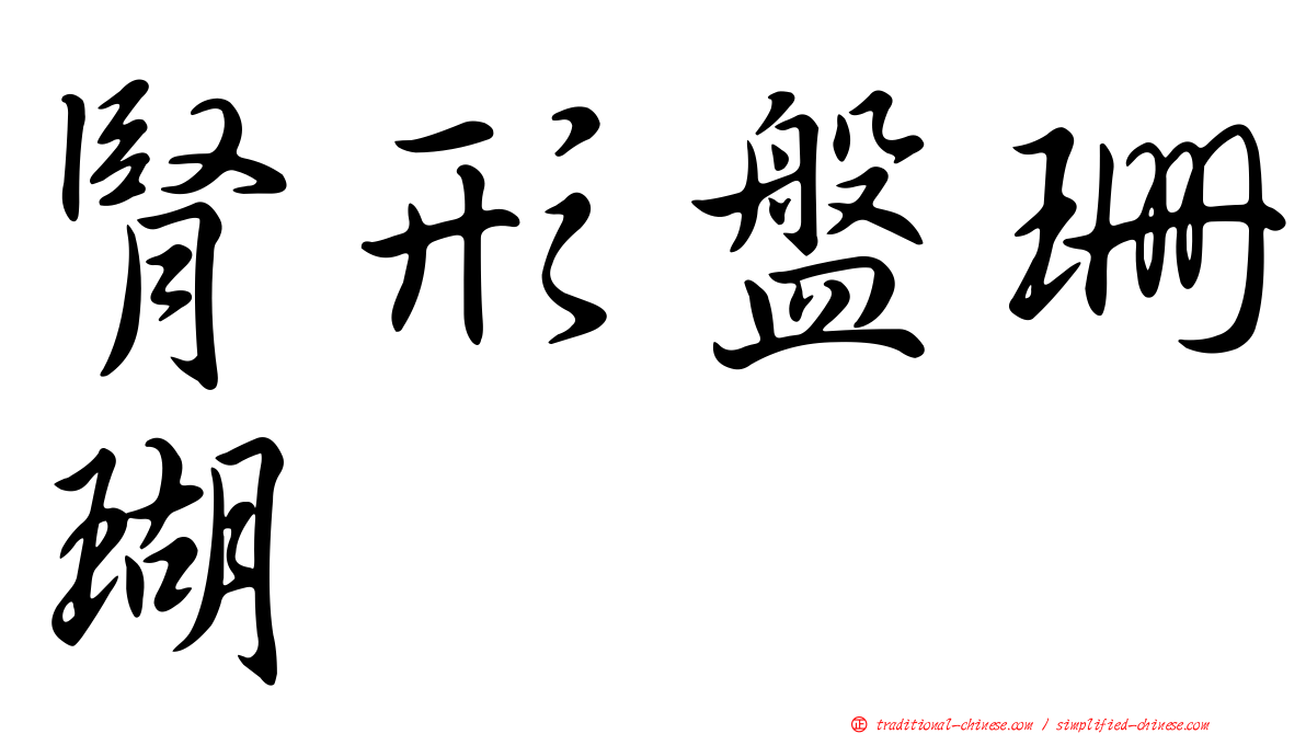 腎形盤珊瑚
