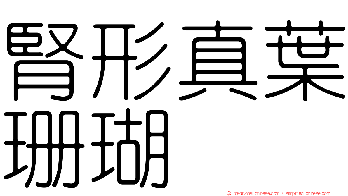 腎形真葉珊瑚
