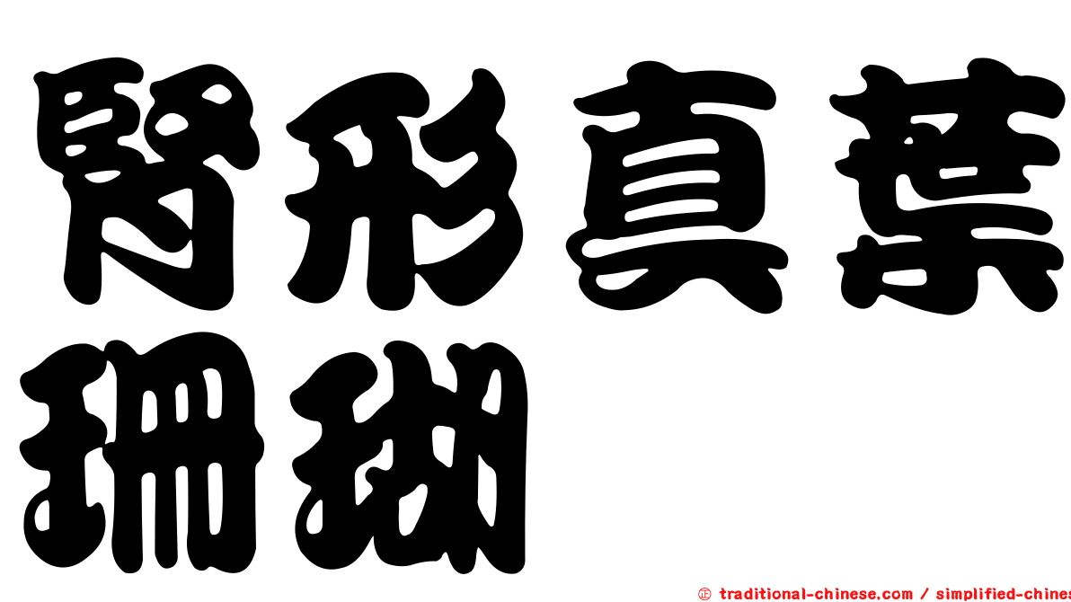 腎形真葉珊瑚