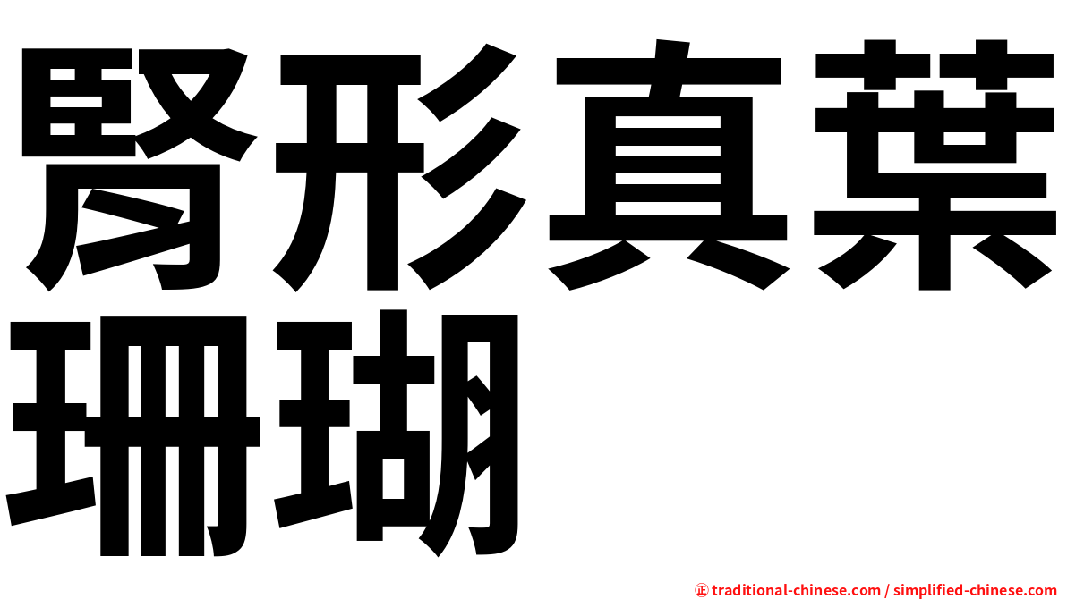 腎形真葉珊瑚