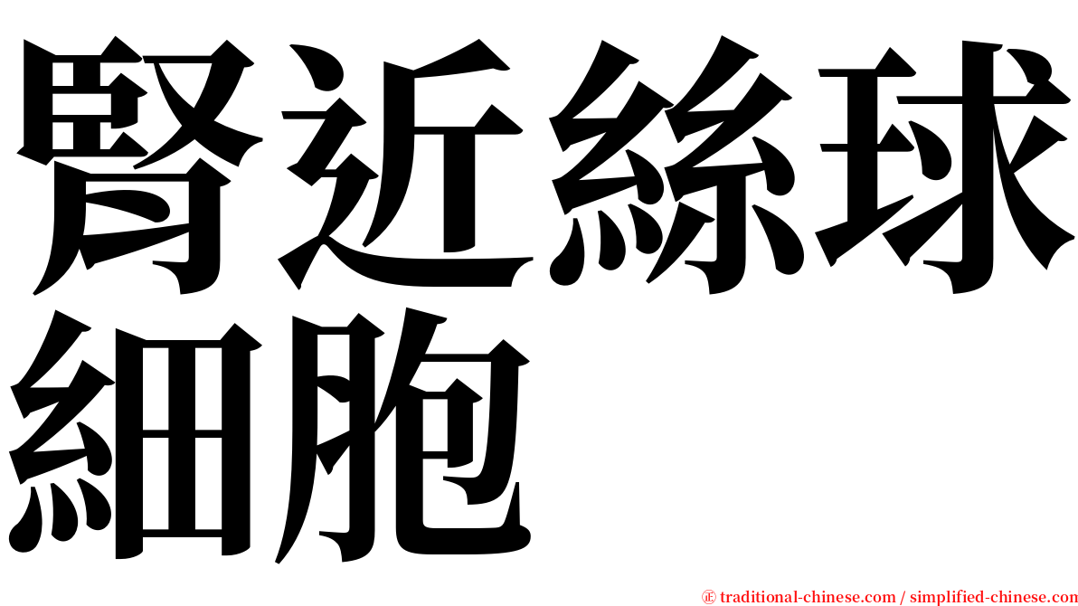 腎近絲球細胞 serif font