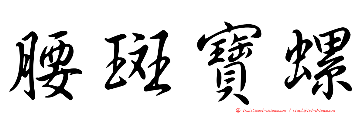 腰斑寶螺