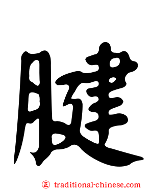 腱