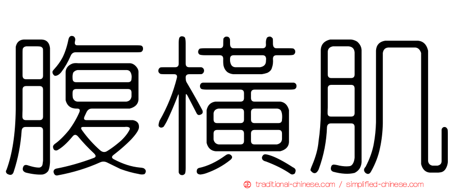 腹橫肌