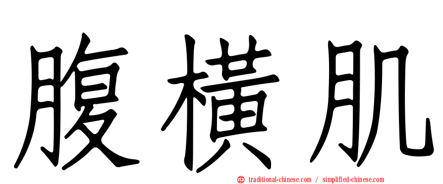 腹橫肌
