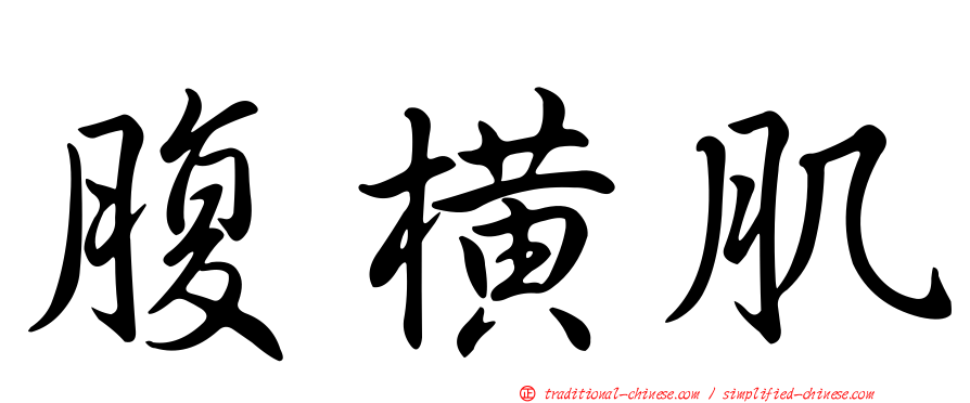 腹橫肌