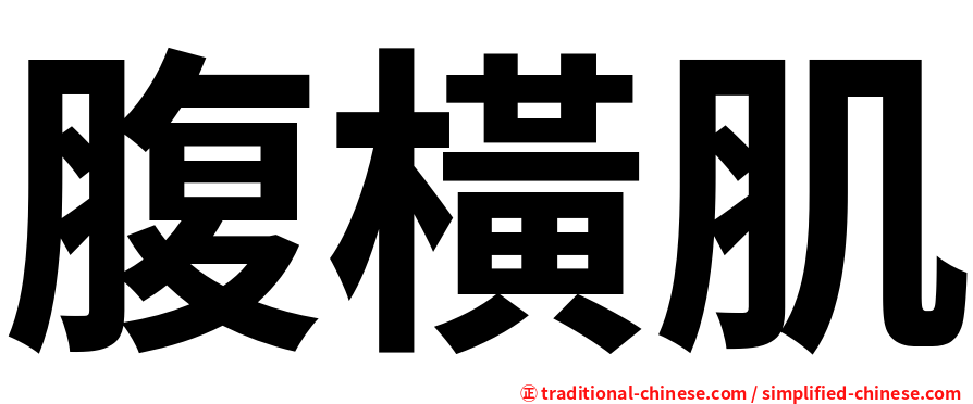 腹橫肌