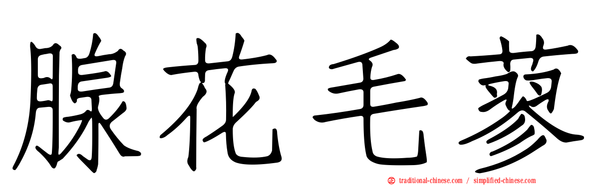 腺花毛蓼