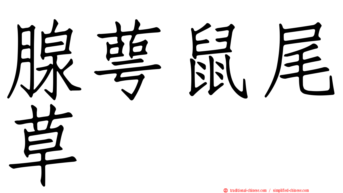 腺萼鼠尾草