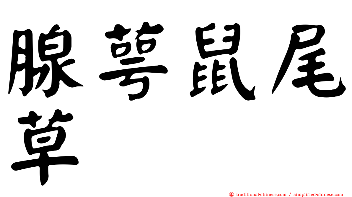 腺萼鼠尾草
