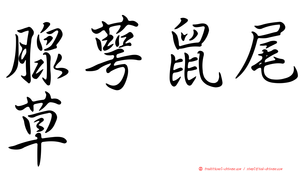 腺萼鼠尾草