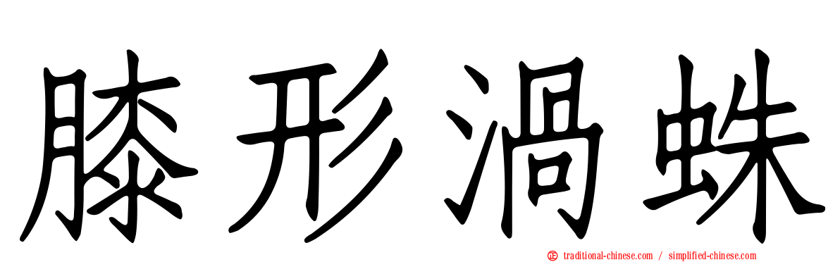 膝形渦蛛