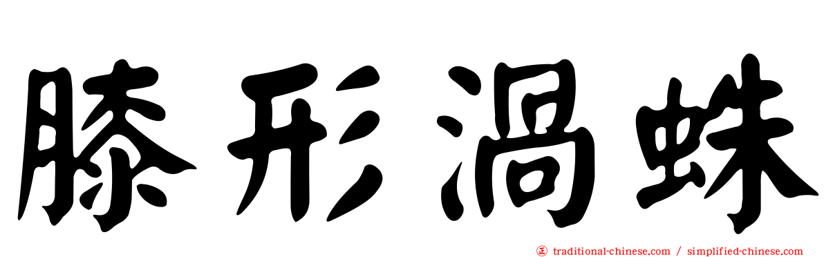 膝形渦蛛