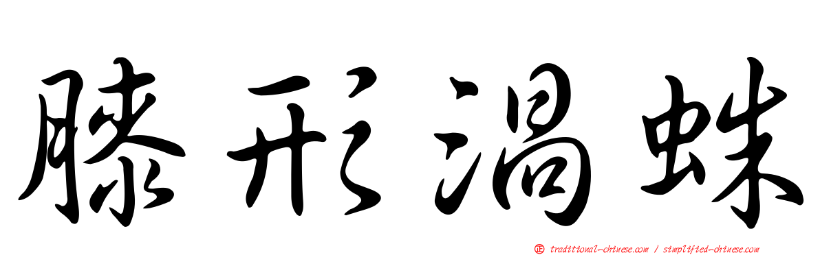 膝形渦蛛
