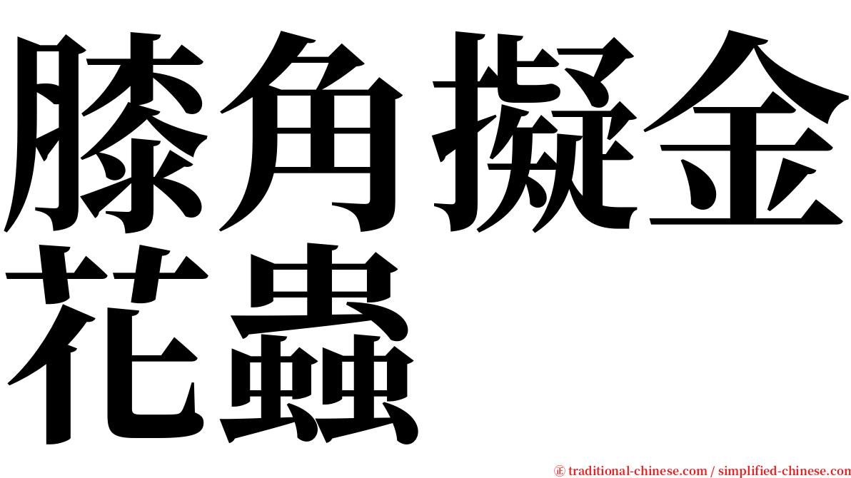 膝角擬金花蟲 serif font