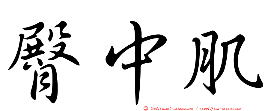 臀中肌