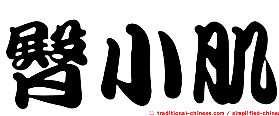 臀小肌