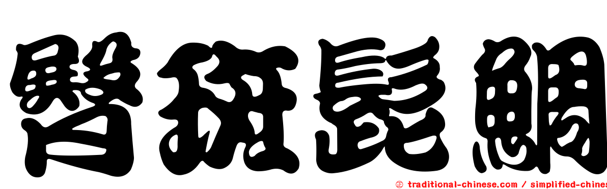 臀斑髭鯛