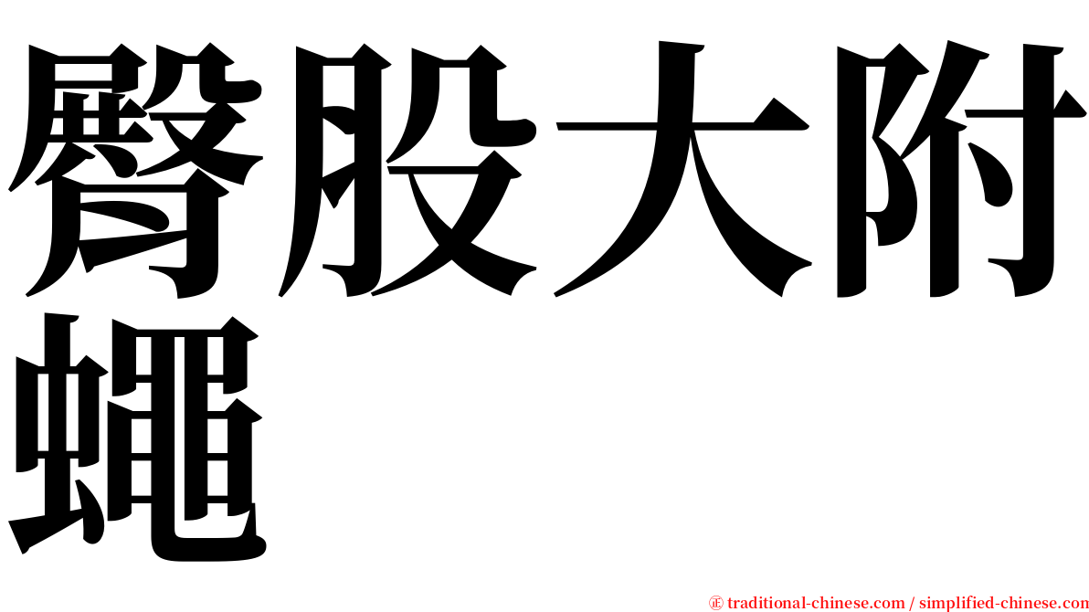臀股大附蠅 serif font