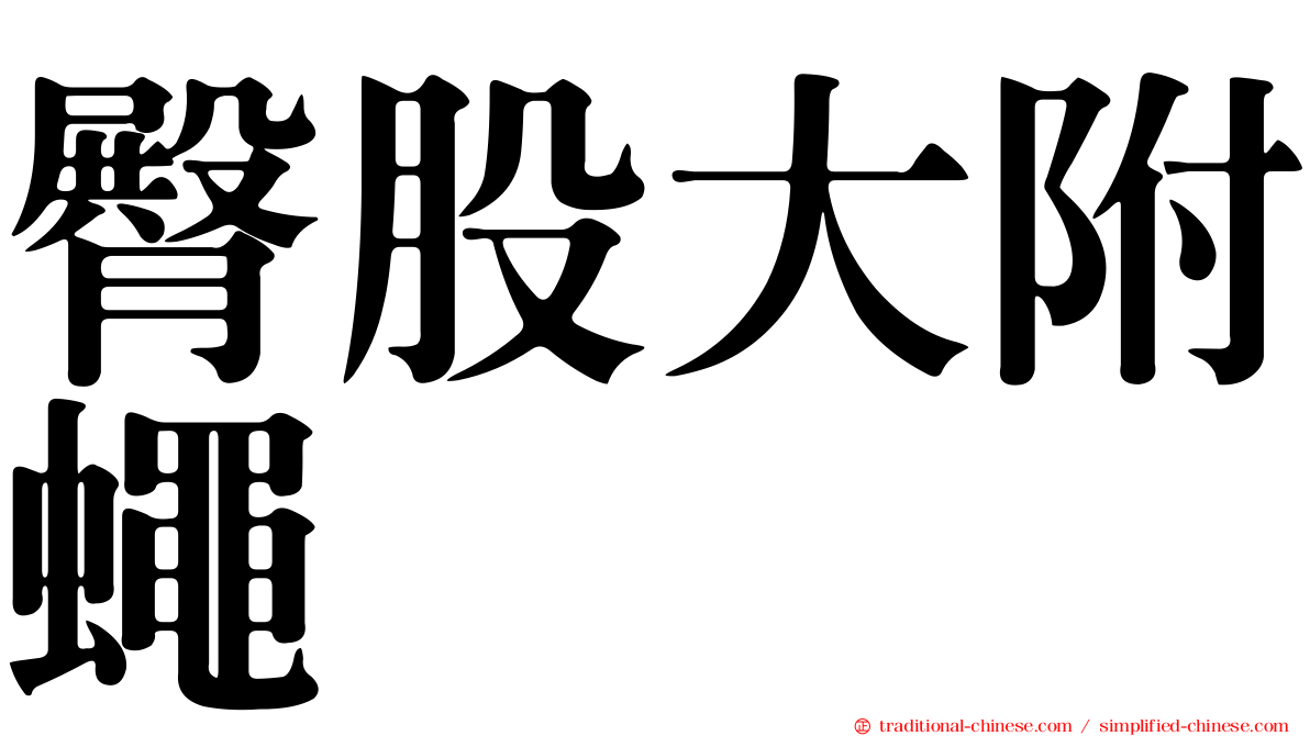 臀股大附蠅