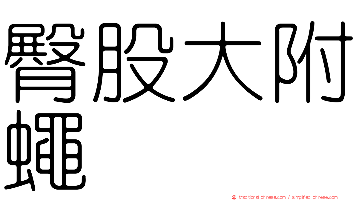 臀股大附蠅