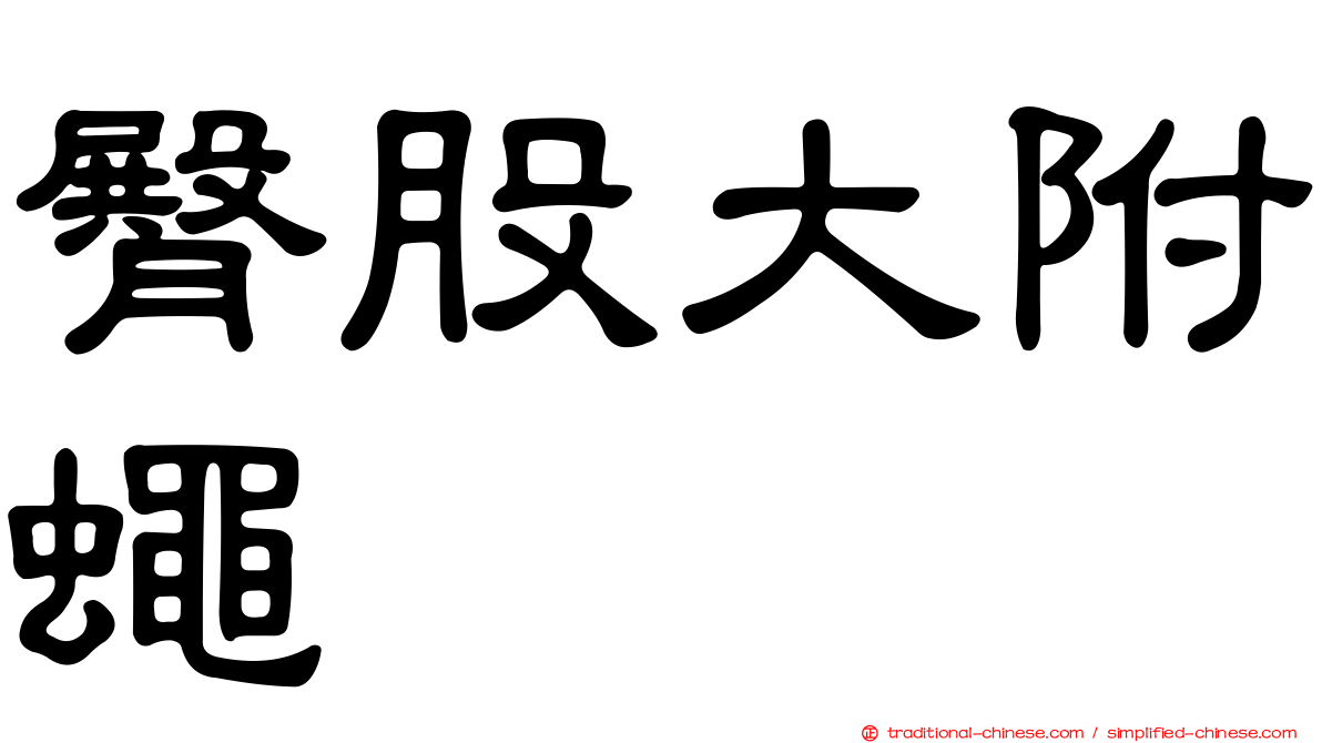 臀股大附蠅
