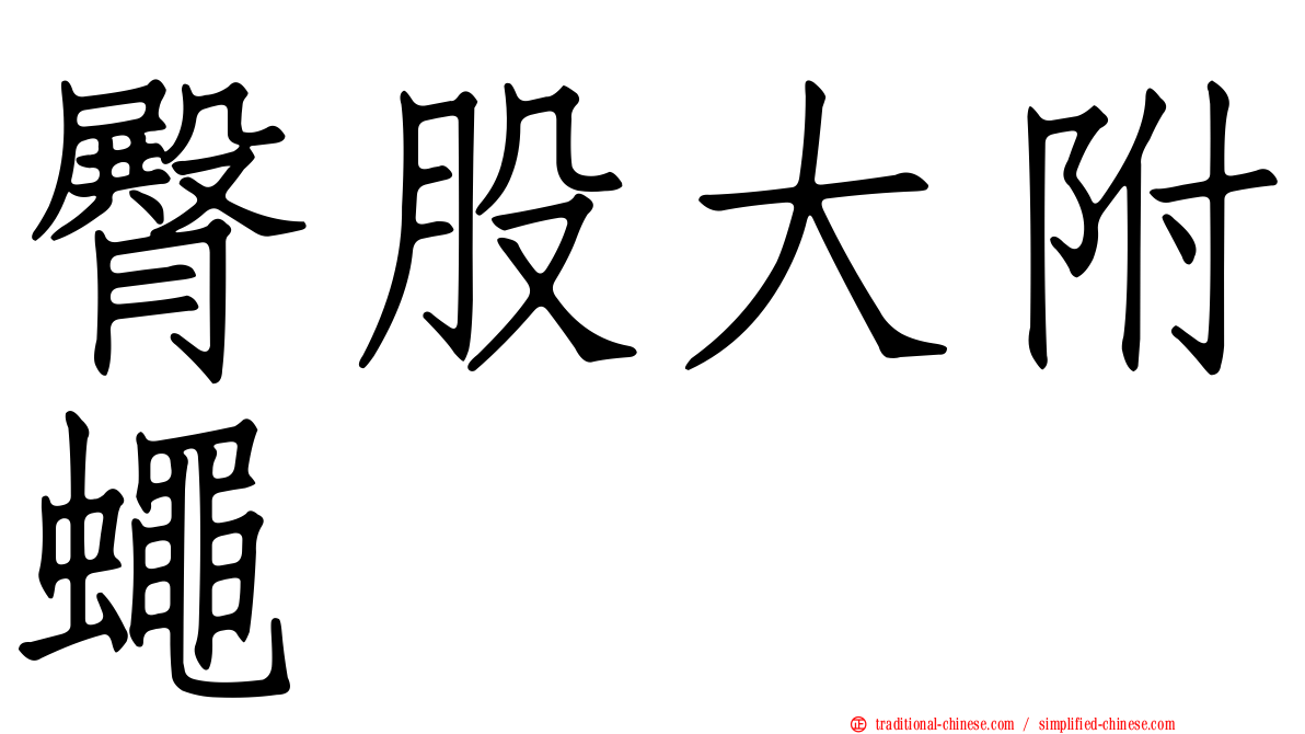 臀股大附蠅