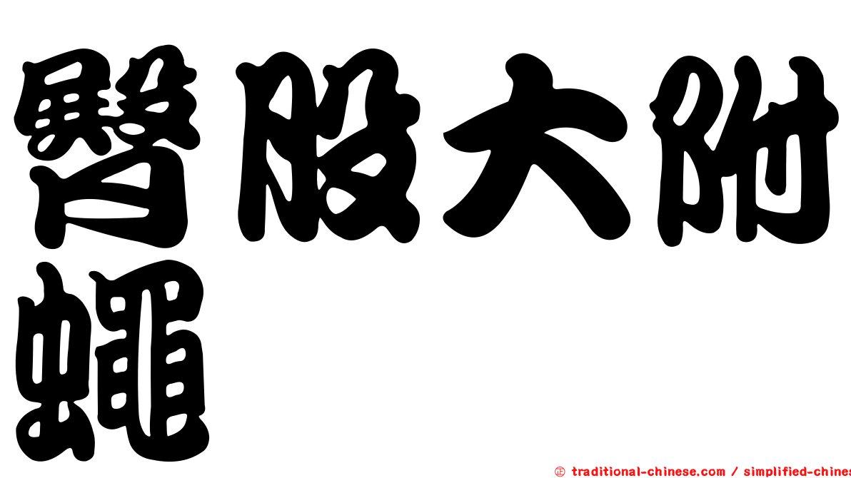 臀股大附蠅