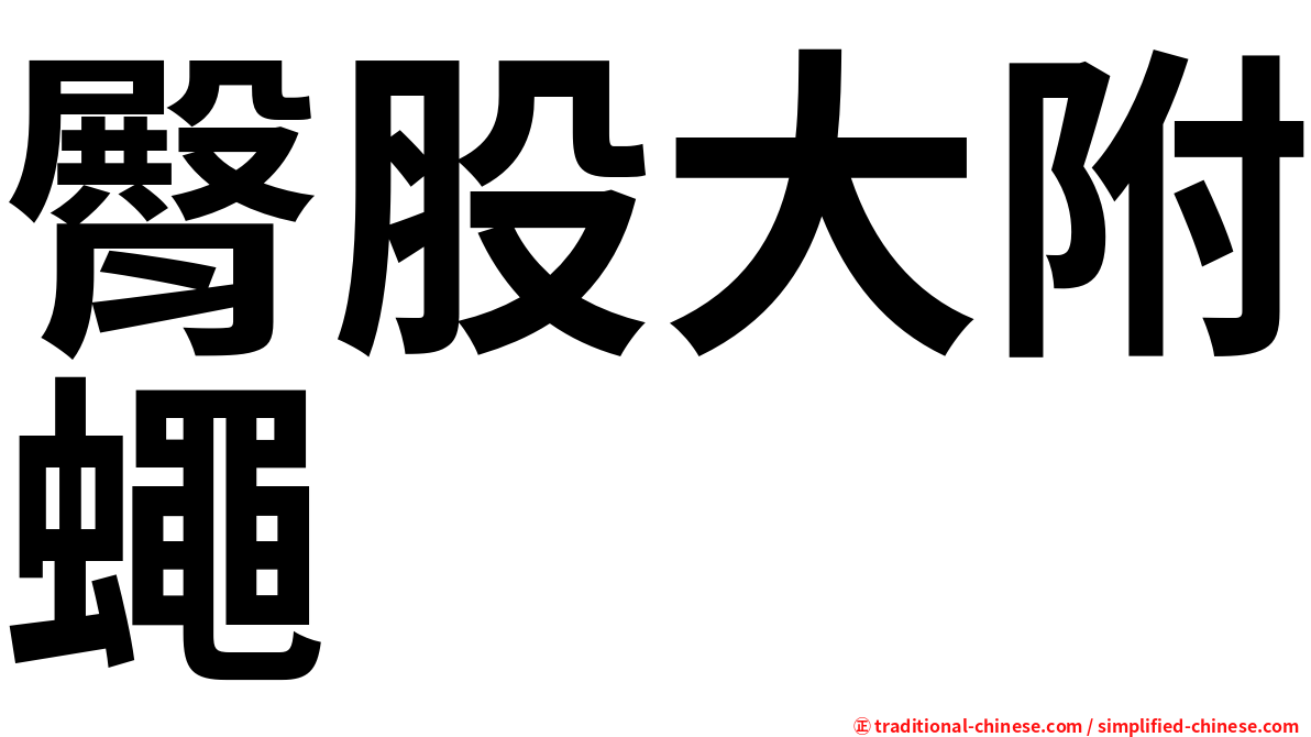 臀股大附蠅