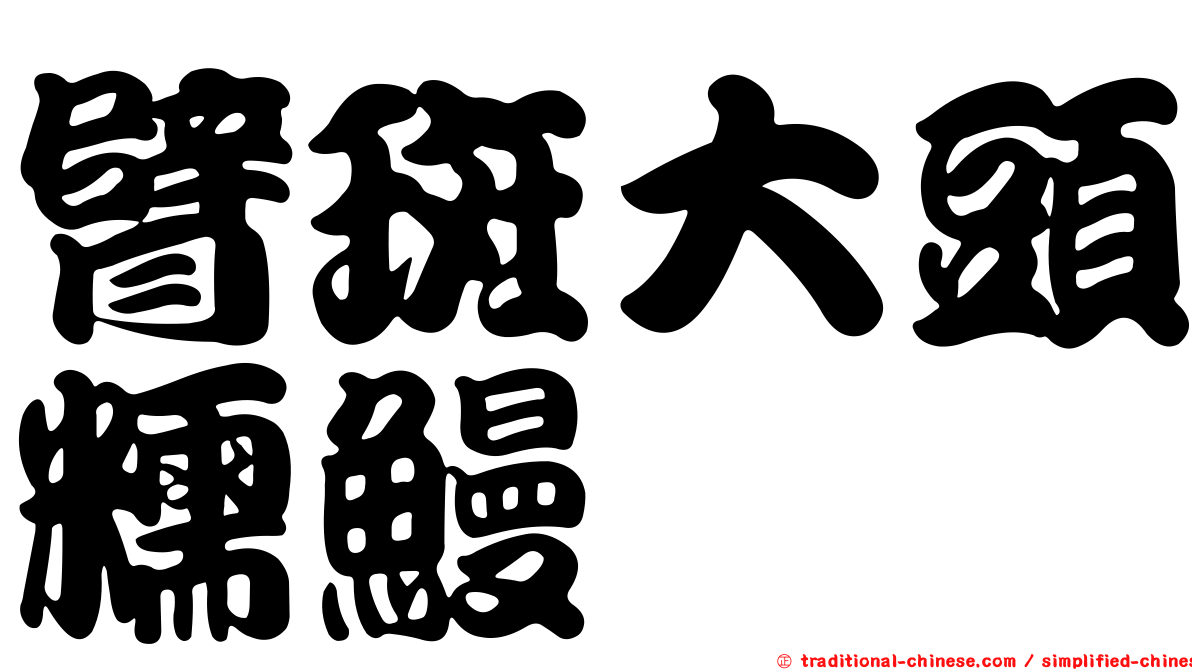 臂斑大頭糯鰻