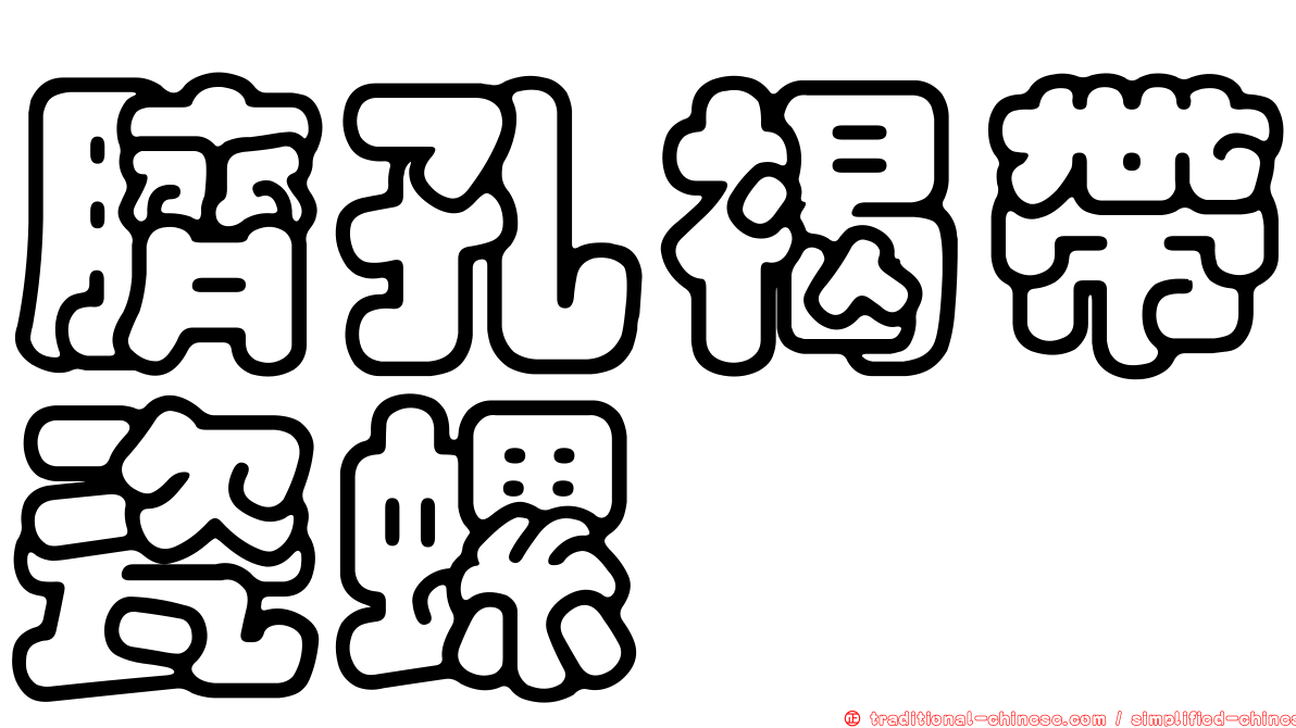 臍孔褐帶瓷螺