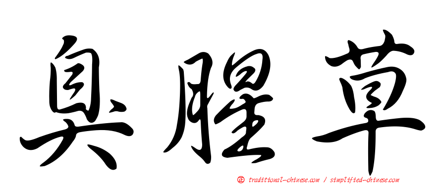 臭腥草