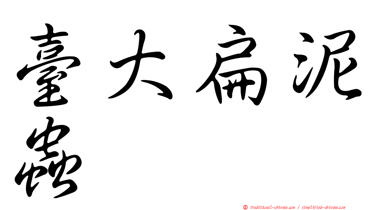臺大扁泥蟲