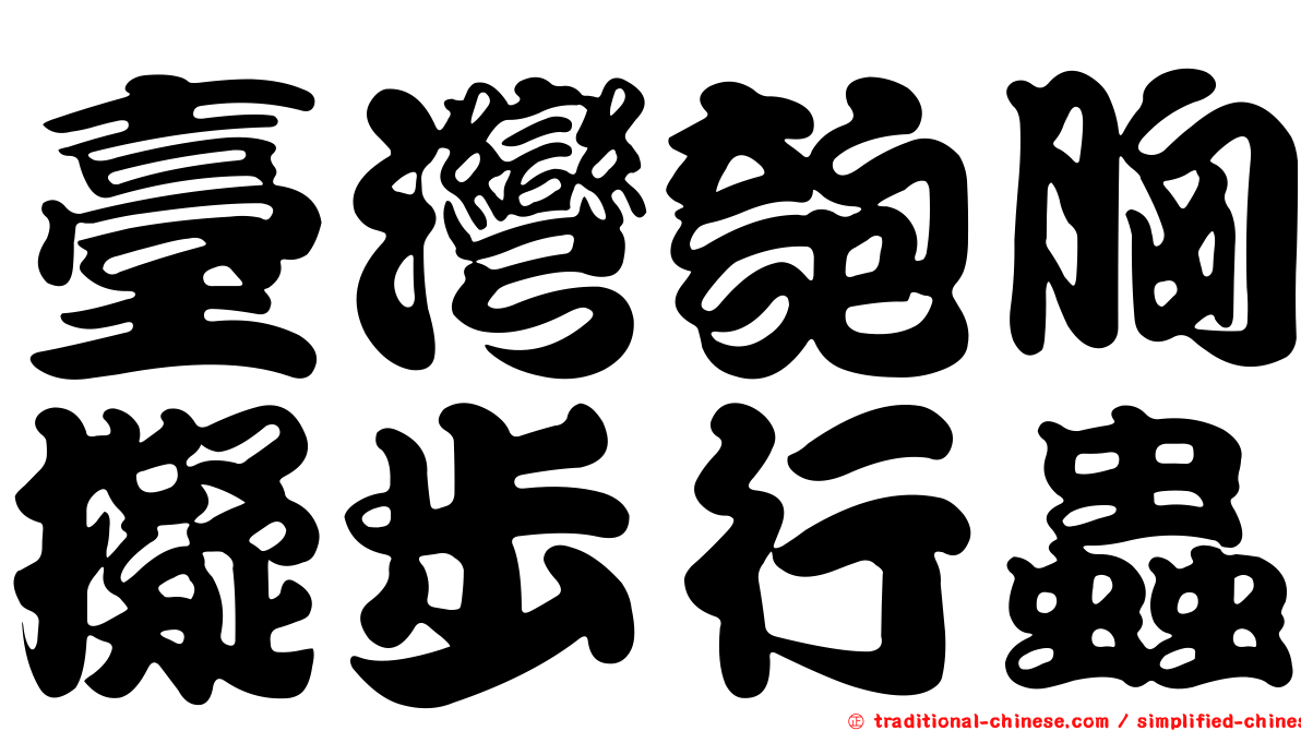 臺灣匏胸擬步行蟲
