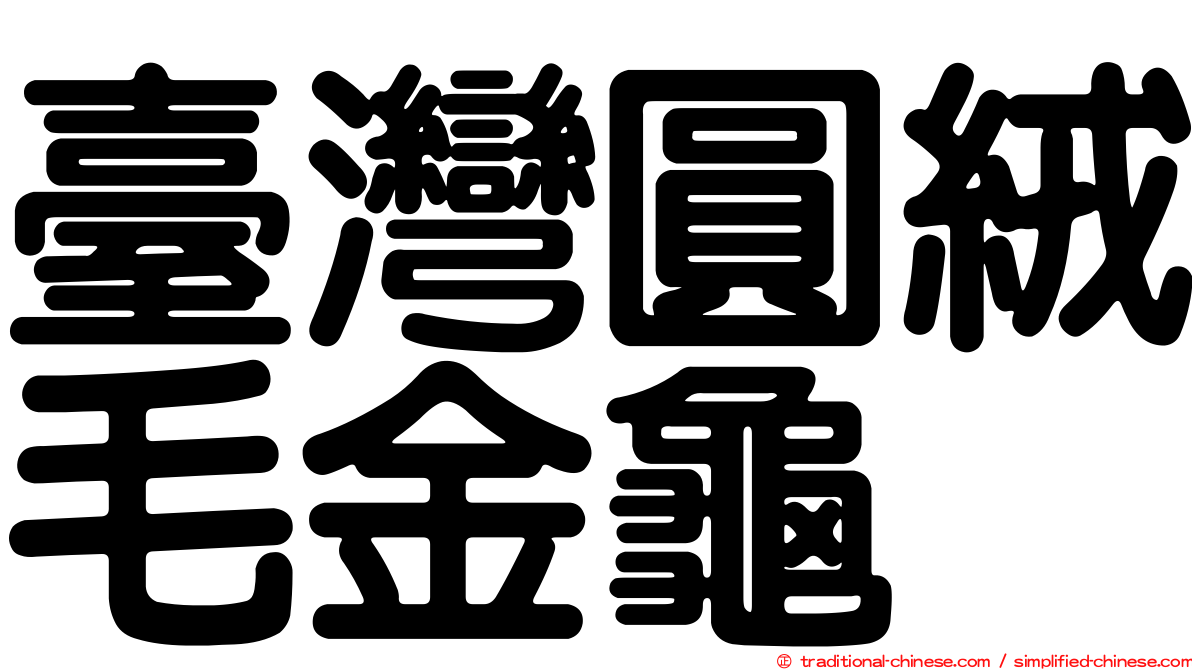 臺灣圓絨毛金龜