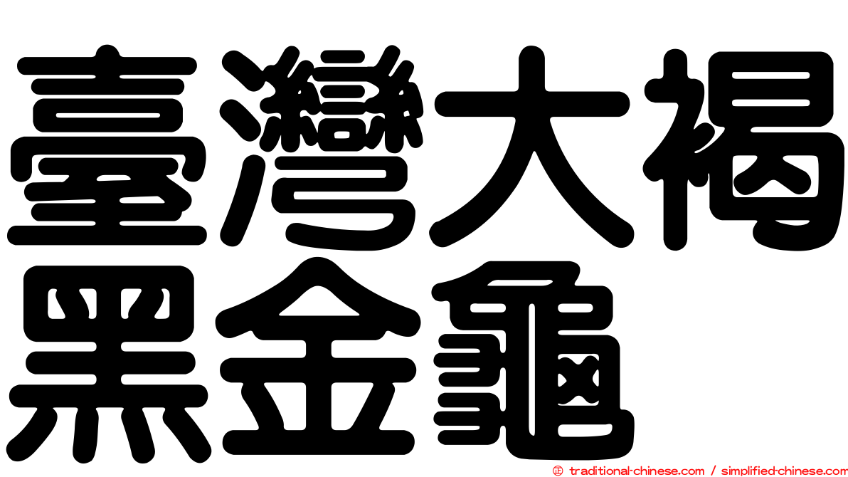 臺灣大褐黑金龜