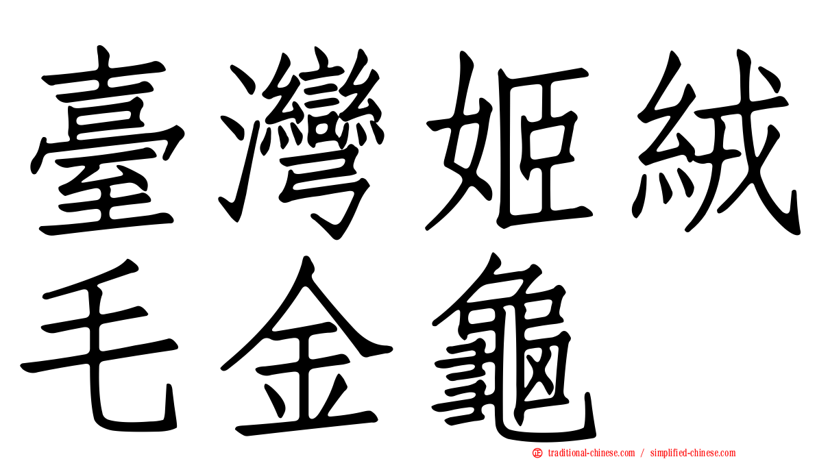 臺灣姬絨毛金龜