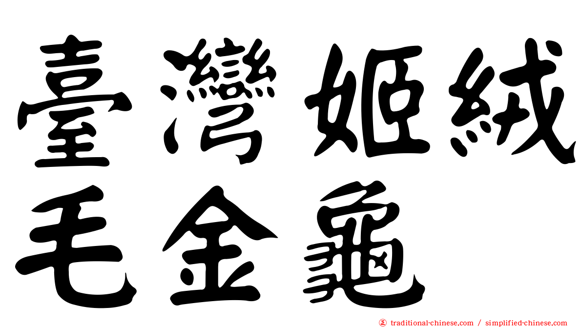 臺灣姬絨毛金龜