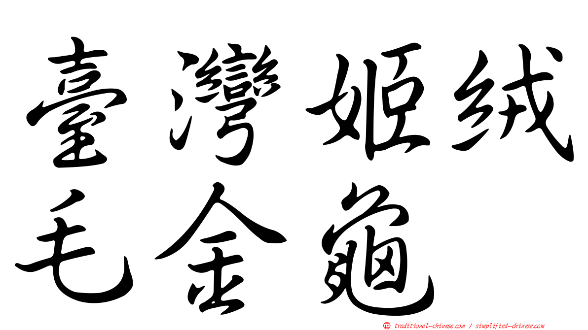 臺灣姬絨毛金龜