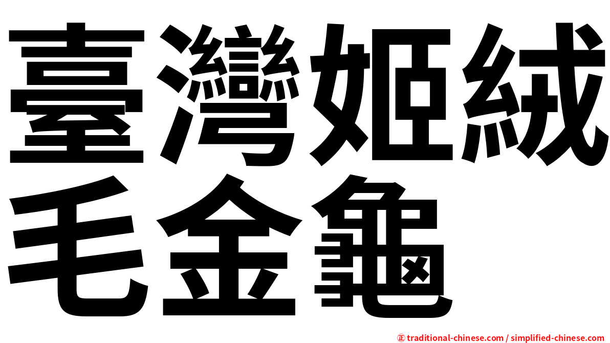 臺灣姬絨毛金龜